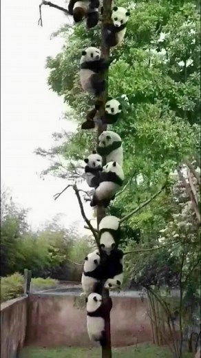 Funny Panda Compilation: Hilarious Moments Caught on Camera