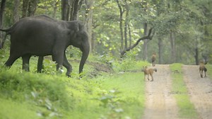 6.3K views · 40 reactions | A wildlife photographer captured the nail-biting moment a fearless elephant took on a pack of 13 wild dogs to protect her herd in an Indian forest. | Storytrender | Facebook