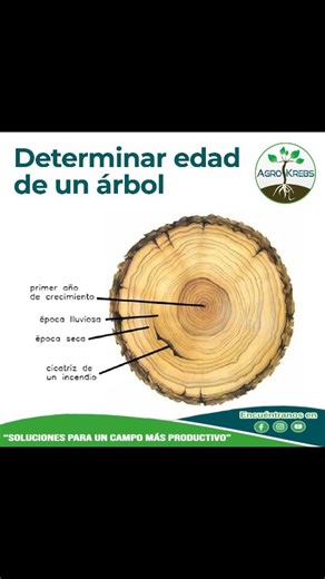 Cómo determinar la edad de un árbol En caso de que no sepas cuándo se plantó, puedes estimar su edad midiendo su circunferencia. Estimar las medidas es menos preciso, pero constituye el método más fácil. En caso de que sea un árbol de hoja perenne, puedes contar sus verticilos o filas de ramas. Debido a que los árboles de hoja ancha producen verticilos de manera irregular, sólo es práctico contarlos en el caso de los de hoja perenne. La estimación más precisa se obtiene contando los anillos, per