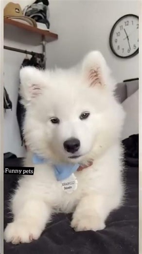 Cute_puppy_whining_#cute_#puppy_#whine(480p)