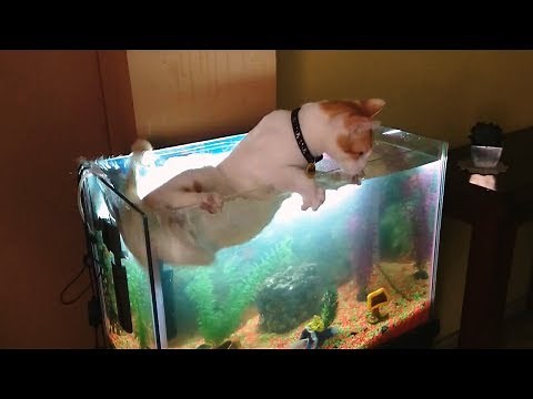 Cats vs. Fish Tanks