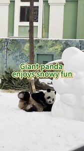 121K views · 4.8K reactions | This cute giant panda knew the meaning of winter fun as it joyfully rolled around in the snow in China's Harbin. #winterfun #giantpanda #snowyfun | China Xinhua News | Facebook