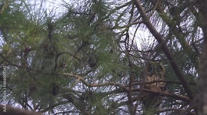Low angle view of a striped owl staring at camera from high above on a tree on a very windy day