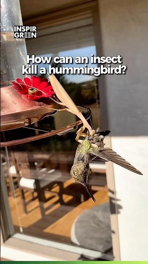 Praying Mantis Ambushes a Hummingbird at Feeder
