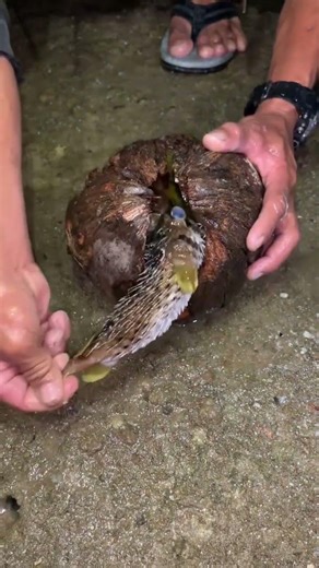 Catching Fish with a Coconut?! 🥥🐟 Unbelievable Survival Hack!