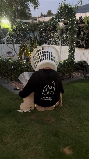 Understanding Elizabethan Collars for Dogs