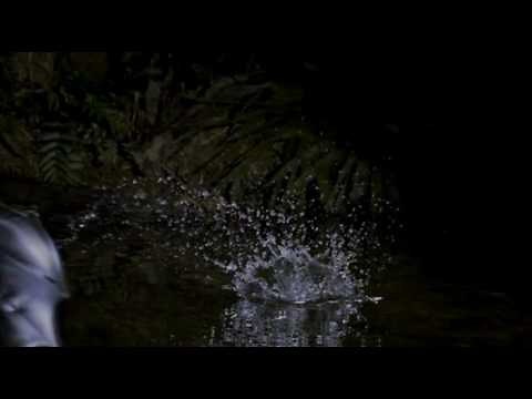 The Greater Bulldog Bat