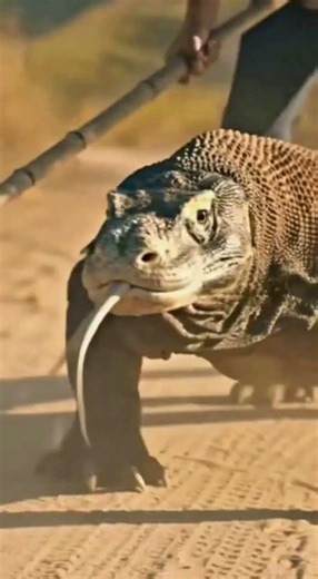 Komodo dragon almost ate a woman