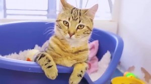 There are thousands of abandoned and abused cats. Become a Cats Protection Sponsor and help save us. | Cats Protection