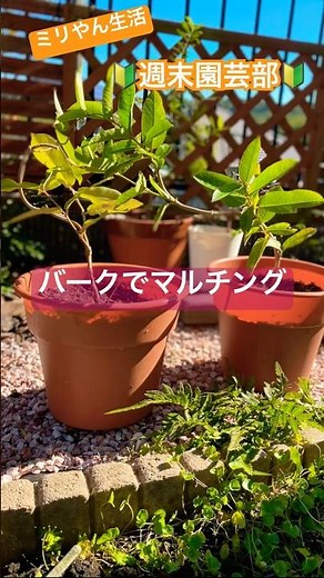 12月2日クライミングサンパラソルの冬越し準備🌺#園芸初心者 #サントリーフラワーズ #冬越し #ガーデニング
