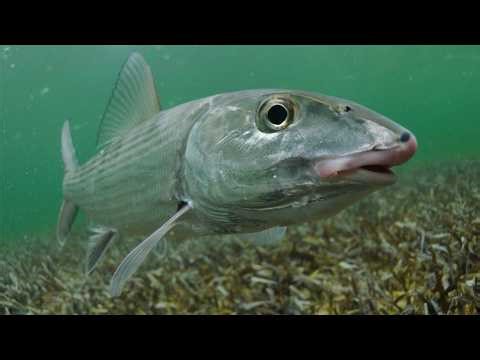 The World's Smartest Fish? Hunting the "Ghost of the Flats"