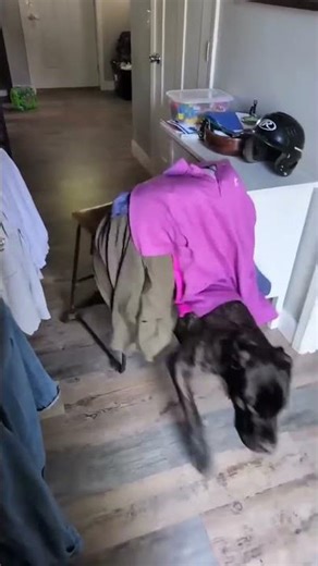 Dog Fails 1 #shorts