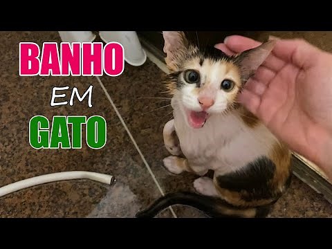 Banho em gato - Como fazer, e quais as dicas para um banho sem estresse