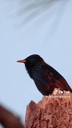 Melodic Starling Bird Songs: Captivating Sounds of Nature