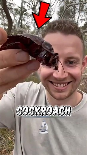 This Is What a Cockroach REALLY Looks Like Under a Microscope! 🪳🔬
