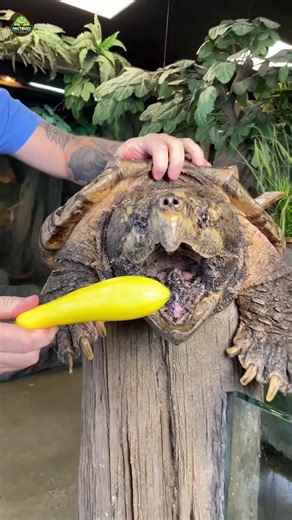 Alligator Snapping Turtle 😱