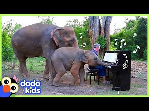 Elephants Ask Rescuer To Play Piano For Them | Animal Videos | Dodo Kids