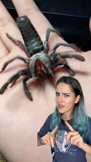 Descubre la verdad sobre el solífugo | ¿Araña camello venenosa?