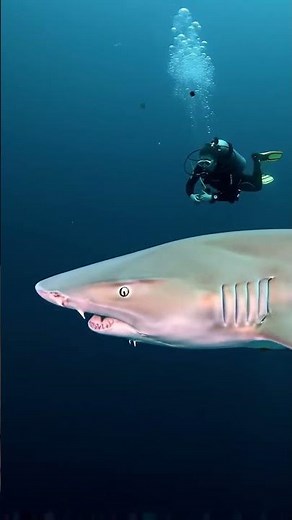 Massive Big Shark very close to scuba driver