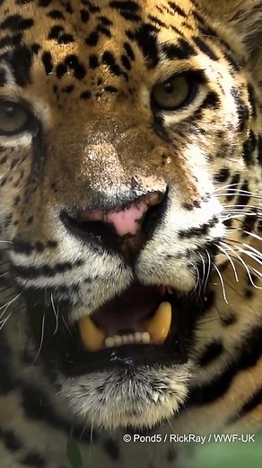 Who says cats don’t like water? The jaguar is the Amazon’s amazing swimming cat 🏊‍♂️ What is your favourite fact about Jaguars? | WWF