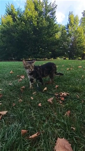 Kimahri Finds A Place To Rest At Cox Arboretum #metropark #bengalcat #nature