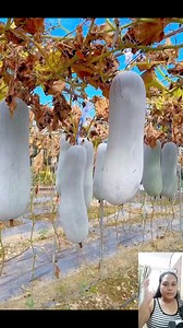 3K views · 19 reactions | #condor | Indigo's Logo | Facebook