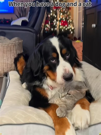 Funny Cat and Dog Prank Video