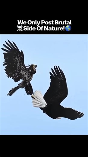 Brutality of Nature — The Wild’s Dark Side on Instagram: "🦅 Eagle vs. Hawk: Sky Battle for Survival ☠🌪️ In the air, there are no second chances—only dominance or death. When a hawk dares to challenge an eagle, the sky turns into a battlefield of claws, wings, and fury. 🔥 Eagle: Bigger, stronger, built to crush larger prey ⚡ Hawk: Faster, agile, fearless defender of its territory 💥 Aerial Clash: Dive-bombs, mid-air strikes, brutal impact 🩸 Outcome: One walks away… the other falls from the sk