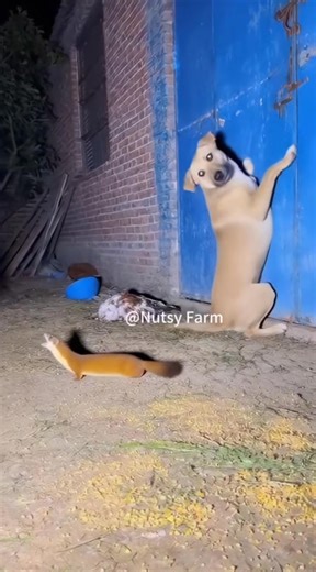 7.1K views · 17 reactions | A weasel tried to take down the dog — but...