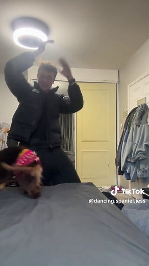 Cocker Spaniel Belly Dance Challenge
