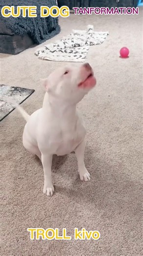 cute dogs translation big