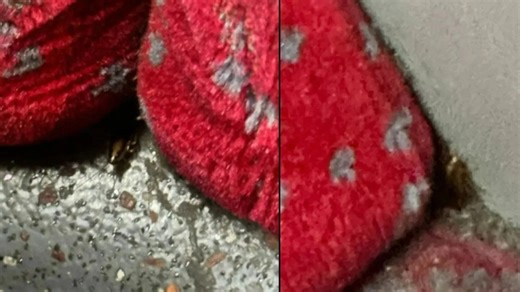 I felt something in my mouth, driver complains as cockroaches 'infest buses'