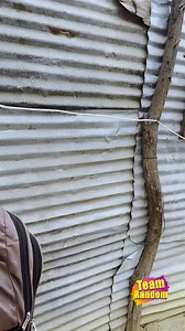 387K views · 19K reactions | Team random on Reels | Facebook