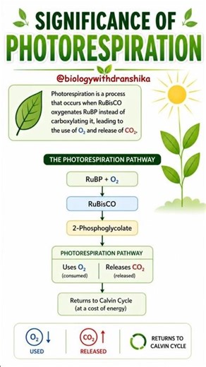 Photorespiration — a double-edged sword. #photo #respiration #plantphysiology #photosynthesis