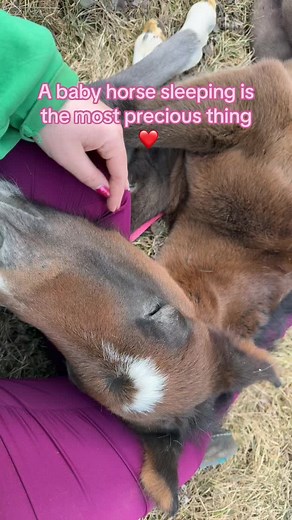Baby Horse Sleeping: The Cutest Sight Ever