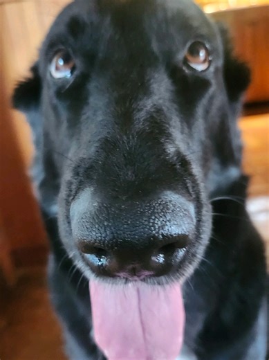 Lovefool by The Cardigans song proposed by: myself @The Cardigans #cover #fyp #viral #thecardigans #lovefool @トリスタン🌸 💝