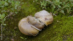 The process of copulation in Edible snail or escargot (Helix pomatia).