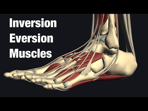 Muscles anatomy of ankle inversion and eversion