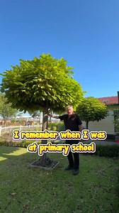 18K views · 75 reactions | Feel classy with an Indian Bean Tree.  Get your Catalpa Indian Bean Tree here: https://www.thetutuguru.com.au/shop/indian-bean-tree/ HelloHelloPlants #Australia #CatalpaIndianBeanTree #BeautifulTrees #GardenInspiration #GardeningPassion #CreativeSpaces #nurseriesnearme #melbournenursery | Hello Hello Plants & Garden Supplies | Facebook