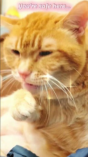 You’re safe here 🤍 | Healing Cat Purring #cat #catpurring #asmr