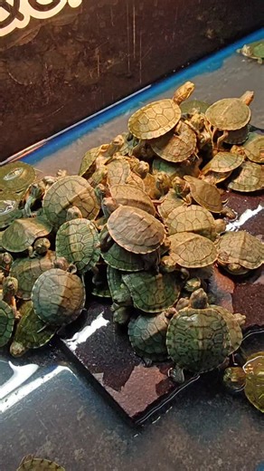 Syedexoticpets on Instagram: "Red ear slider turtle 🐢 #karnatakaaquarium #redearslider #turtle #india #animals"