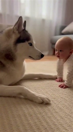 Siberian Husky Howling with Baby | Cute Dog and Infant Connection