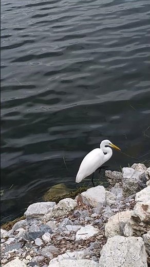 Splash Bird [Silent]: Brain Break for Study and Relaxation (#17)