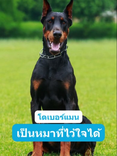 ทำไมโดเบอร์แมนถึงเป็นสุนัขเฝ้าบ้านที่ไว้ใจได้