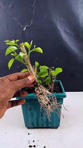 How to grow hibiscus plant at home from stem || Best & easy method for planting //#highlights | DIY IndoorGarden