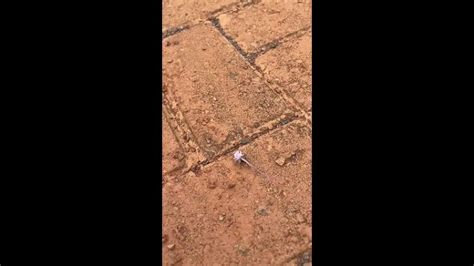 Ant carries a flower in Formosa, Goiás, Brazil