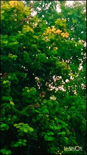 Peaceful Trees in Nature 🌿 | Relaxing Greenery | Nature Video