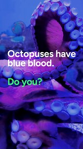 🤯 A myth busted. Some creatures have blue blood, but not humans. Your blood may appear blue in the veins beneath your skin, but it’s merely an optical illusion. 🐙 The blue blood of the octopus comes from a copper-rich protein called hemocyanin. Our blood is red due to hemoglobin. 🩸Discover more fascinating facts about your blood in the link below. https://www.questdiagnostics.com/patients/blog/articles/what-is-blood--from-the-basics-to-the-deep-cuts | Quest