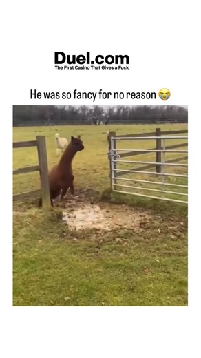 universee_decode on Instagram: "- The video captures a sequence of alpacas jumping over a muddy puddle in a field, with the final alpaca performing an exaggerated, stylish leap, adding a humorous twist to the otherwise routine action. - Alpacas, native to the Andes and typically found at high altitudes, are known for their agility and social behaviors, which include using spitting as a form of communication and defense within their herds. - The playful nature of the last alpaca’s jump highlights