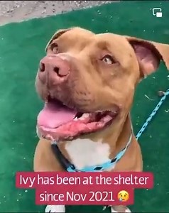 2.7K views · 458 reactions | Rescued  by K9 Kismet Dog Rescue...